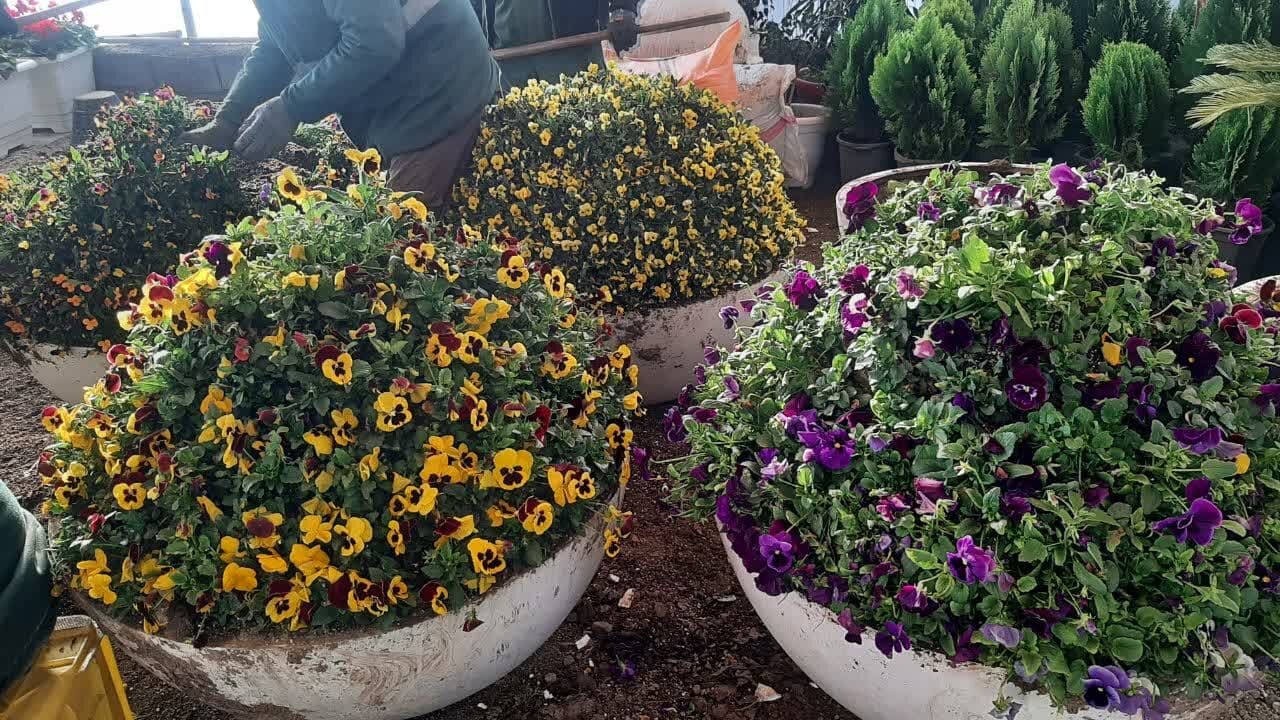 کاشت ۱۳۰ هزار گلدان گل‌ بهاری در منطقه ۱۲ اصفهان/ ستاد «کیمیا» پذیرای مسافران است