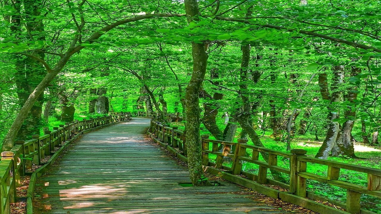 ممنوعیت ورود خودرو و موتورسیکلت در پارک جنگلی النگدره گرگان / خاطر طبیعت آسوده شد