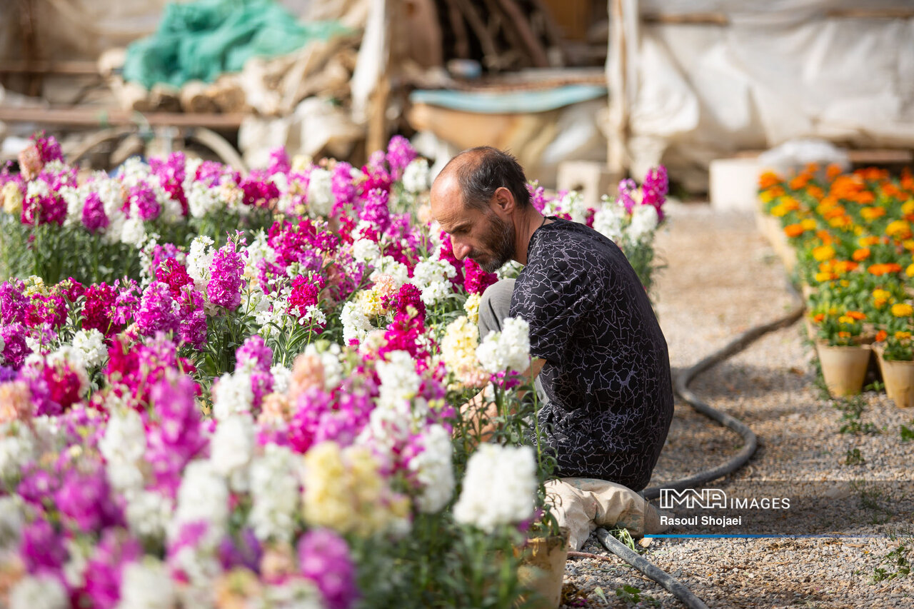 هنر گلکاری خمینیشهر، شببوهایی که تا مشهد میرسد