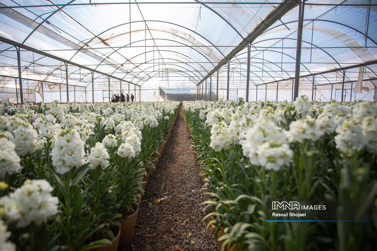 هنر گلکاری خمینیشهر، شببوهایی که تا مشهد میرسد