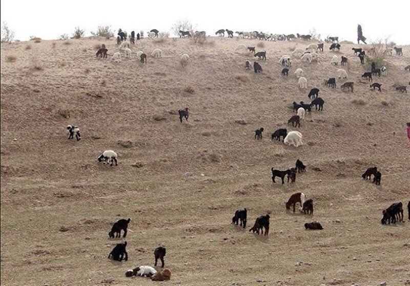 چالشها و فرصتهای پیشروی منابع طبیعی کهگیلویه و بویراحمد