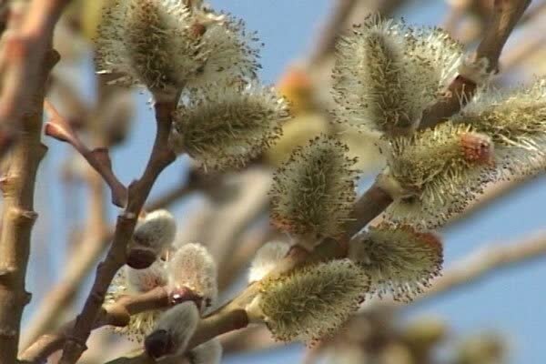 برداشت شکوفه‌های بیدمشک در آذربایجان غربی آغاز شد