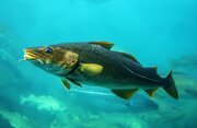 علت مرگ ماهی‌ها در گناوه اعلام شد