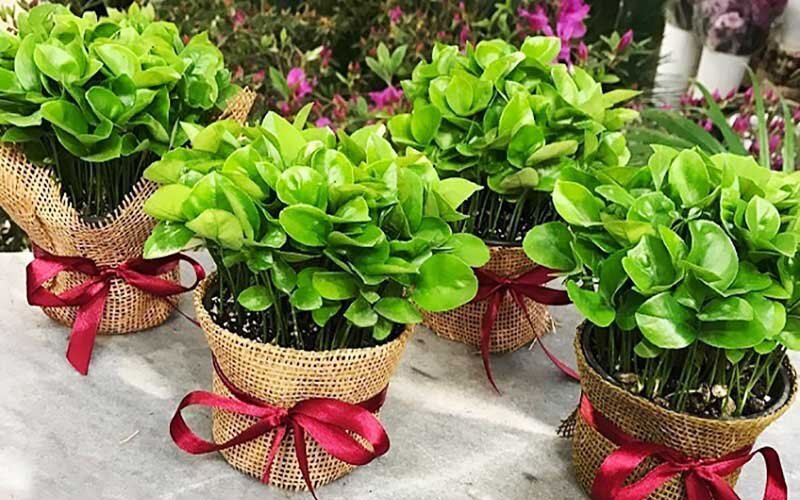 نگاهی به آئینهای سنتی نوروز در گیلان