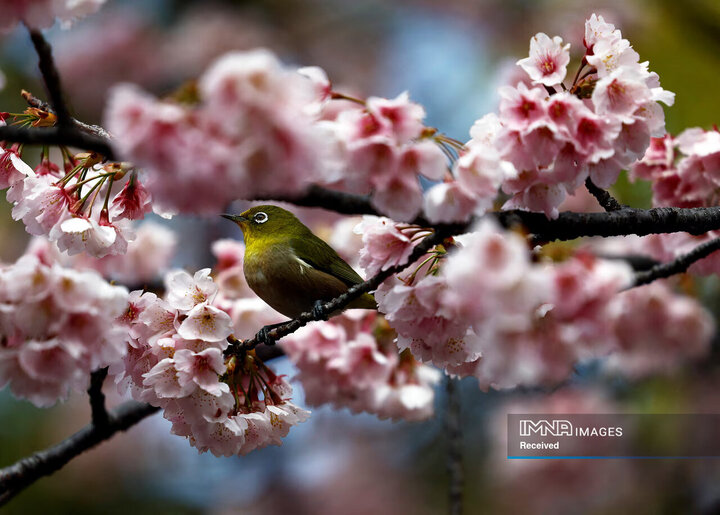 شکوفه‌های گیلاس اوکانزاکورا در پارک اوئنو در توکیو، ژاپن