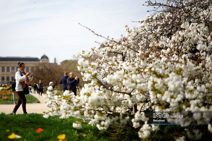 مردم از یک درخت شکوفه گیلاس در باغ گیاه شناسی Jardin des Plantes در اولین روز بهار در پاریس، فرانسه عکس می گیرند.