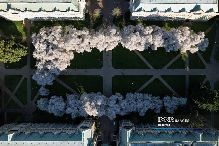 درختان شکوفه گیلاس در The Quad در پردیس دانشگاه واشنگتن در سیاتل، واشنگتن، ایالات متحده