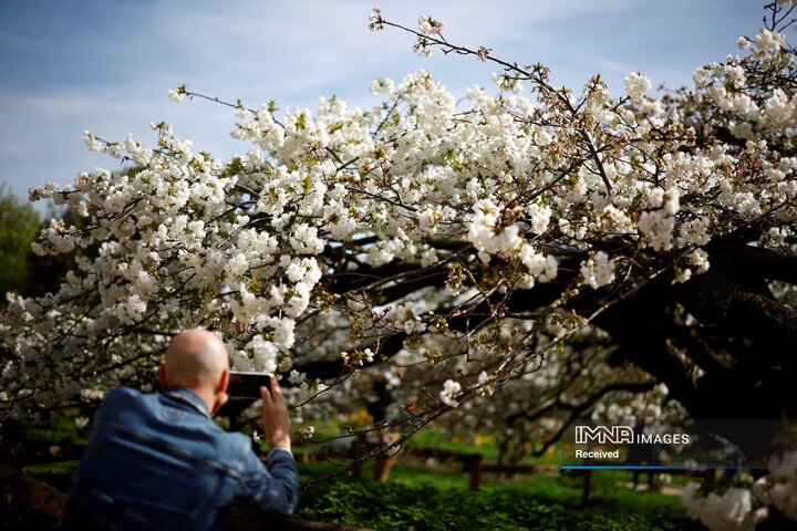 مردی از یک درخت شکوفه گیلاس در باغ گیاه شناسی Jardin des Plantes در اولین روز بهار در پاریس، فرانسه عکس می گیرد. 