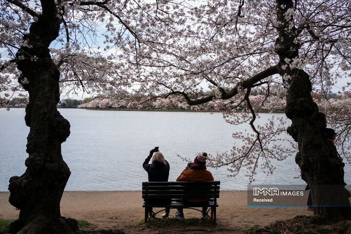 شکوفه های گیلاس، واشنگتن، ایالات متحده