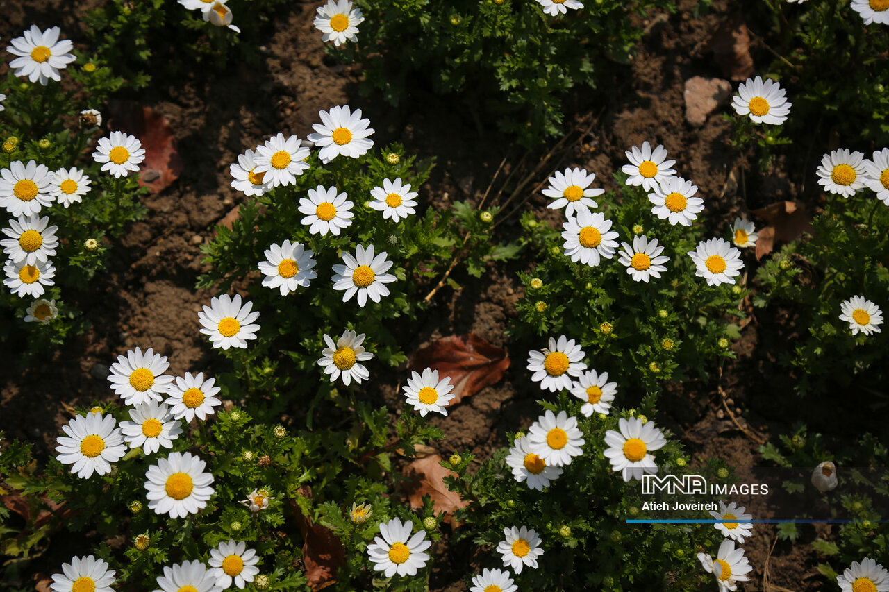 روز جهانی قدردانی از گیاهان + دانستنی‌های جالب