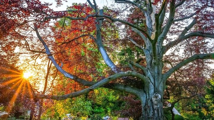 درخت سال ۲۰۲۴ اروپا معرفی شد