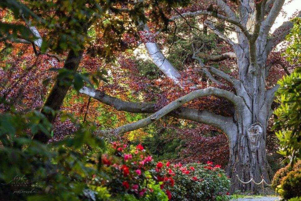 پادشاه درختان اروپا معرفی شد