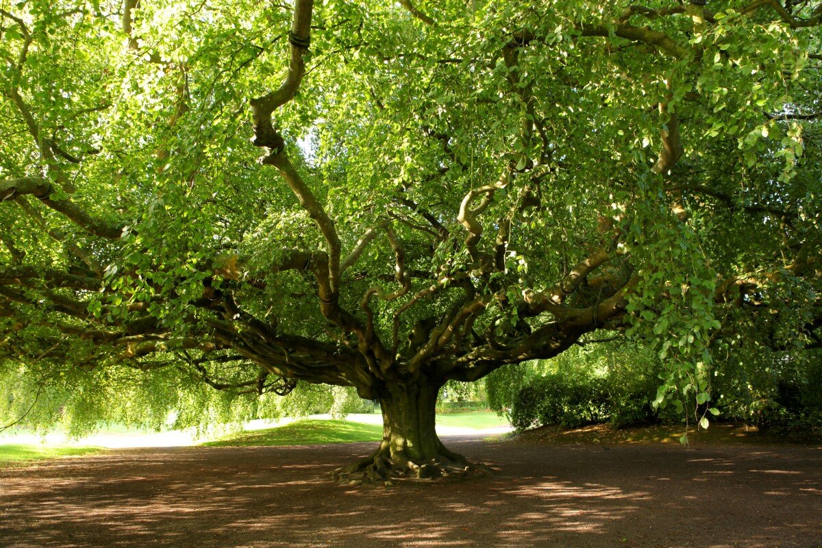 پادشاه درختان اروپا معرفی شد