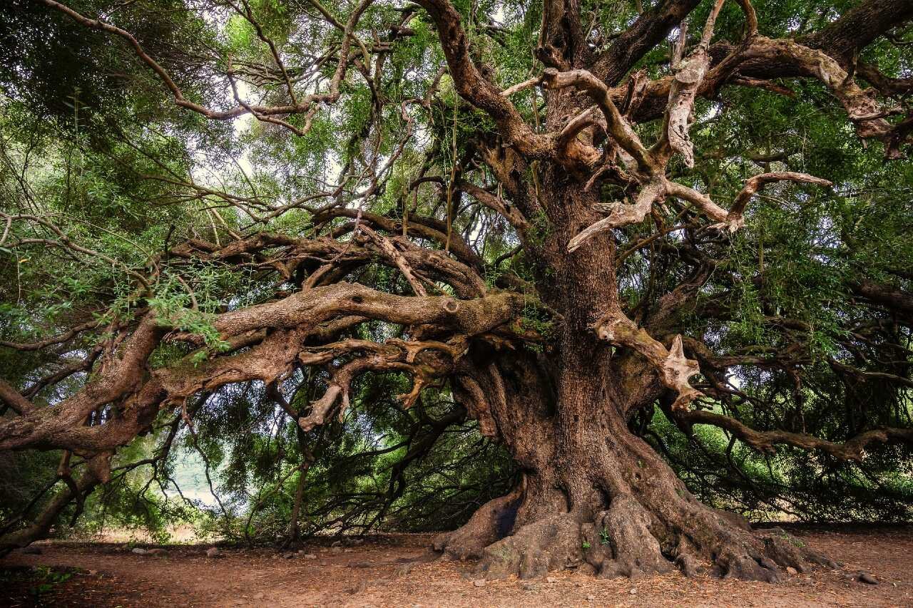 پادشاه درختان اروپا معرفی شد