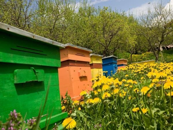 تاثیر زنبور عسل در افزایش محصولات باغی