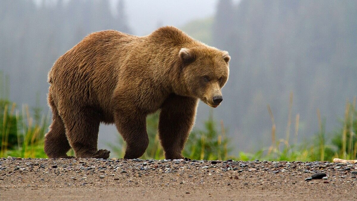 مشاهده ۴ قلاده خرس قهوه‌ای در منطقه حفاظت شده اشترانکوه + فیلم
