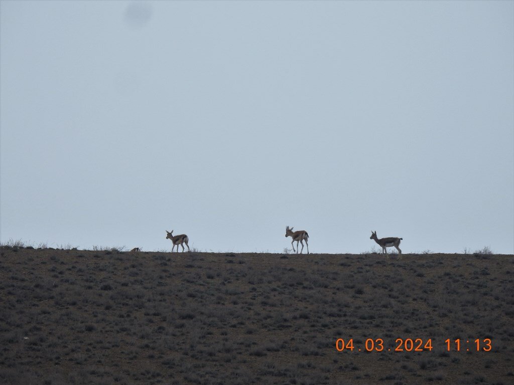 طرح احیای آهوی مغان موفقیتآمیز است/حال خوش آهوان در دشت مغان استان اردبیل