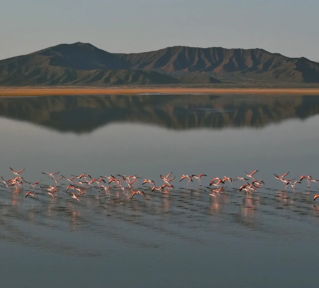 گلوی گاوخونی همچنان خشک است / ضرورت احیای حقابه تالاب توسط وزارت نیرو