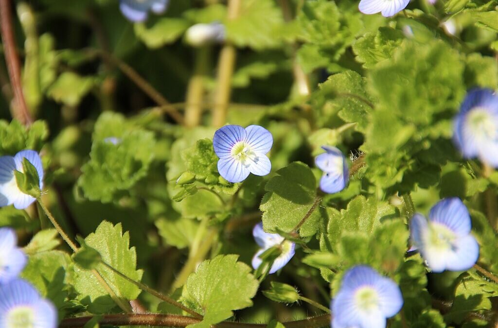 افزایش فضای سبز شهر فرانسوی با مشارکت ساکنان