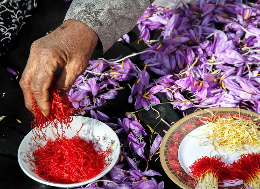 چالش تولید زعفران در سرزمین طلای سرخ