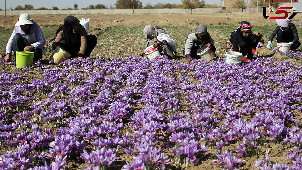 سوغات خراسان جنوبی؛ از زعفران تا زرشک، عناب را از دست ندهید