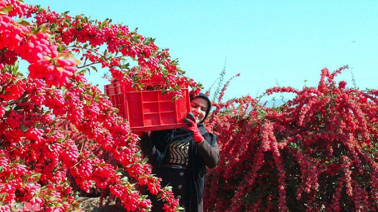 سوغات خراسان جنوبی؛ از زعفران تا زرشک، عناب را از دست ندهید