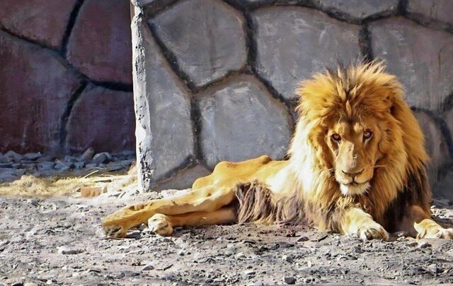 ماجرای بیماری، پیگیری درمان و تلف شدن «ریشا» شیر وکیلآباد