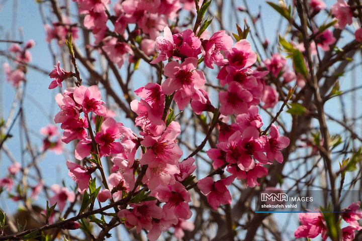 Esfahan Spring IMNA - Radiant Splendor of Spring in Isfahan