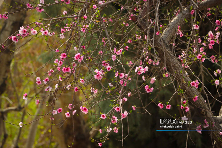 Esfahan Spring IMNA - Radiant Splendor of Spring in Isfahan