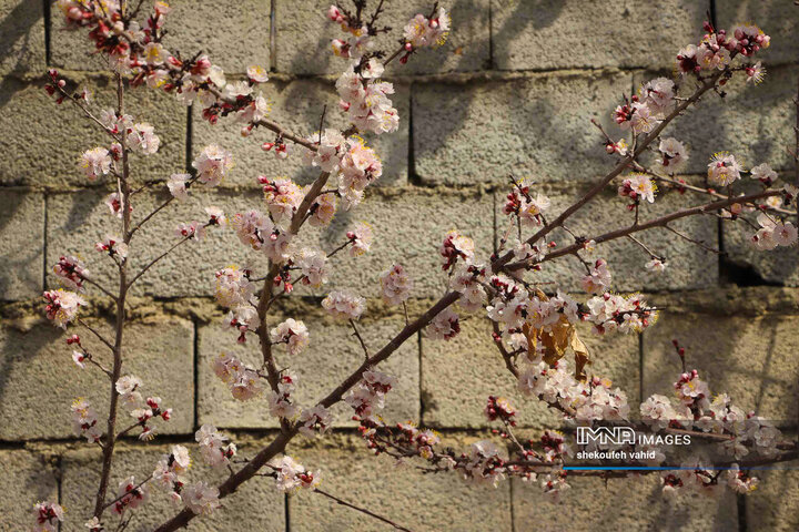 Esfahan Spring IMNA - Radiant Splendor of Spring in Isfahan