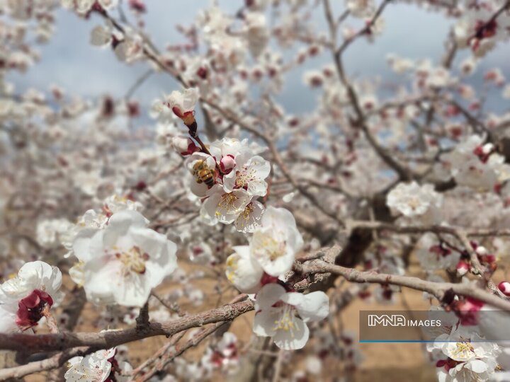 فیلم| سامان، شهر شکوفه‌های بهاری