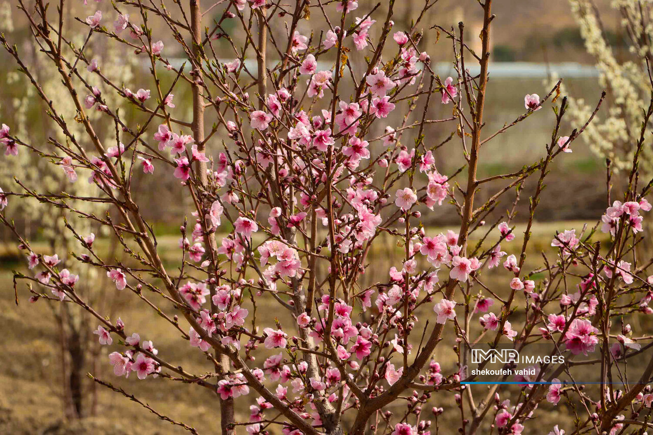 آیینهای بهاری به روایت فردوسی؛ از آزاد کردن زندانیان تا کمک به تهیدستان