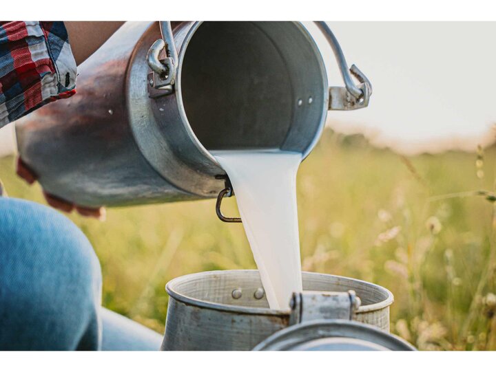 افزایش ۵ درصدی تولید شیر در قزوین