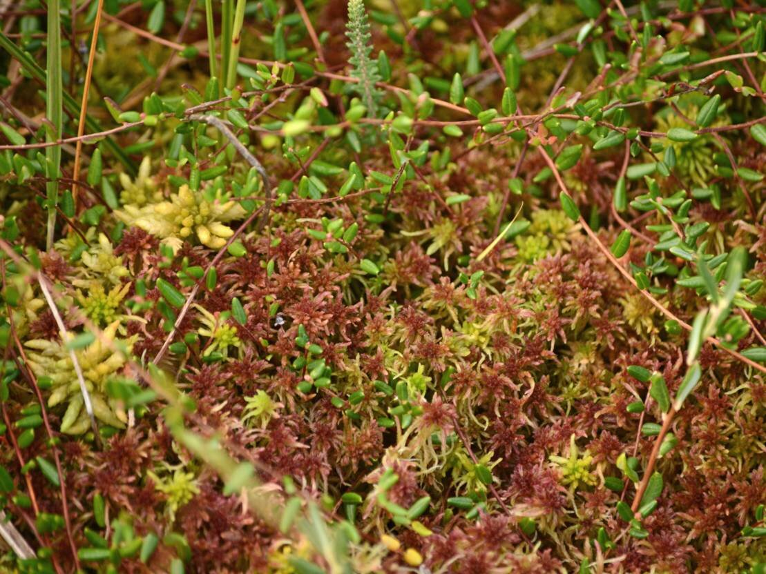 برنامه ۶ ساله هانوفر برای تقویت اکوسیستم شهری