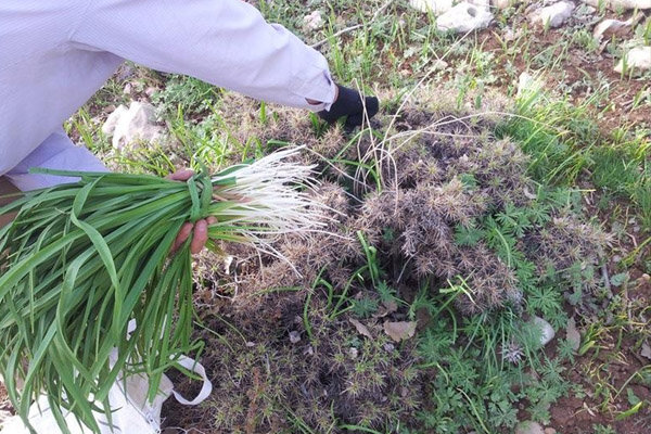 تیشه به ریشه طبیعت با برداشت غیراصولی گیاهان بهاری