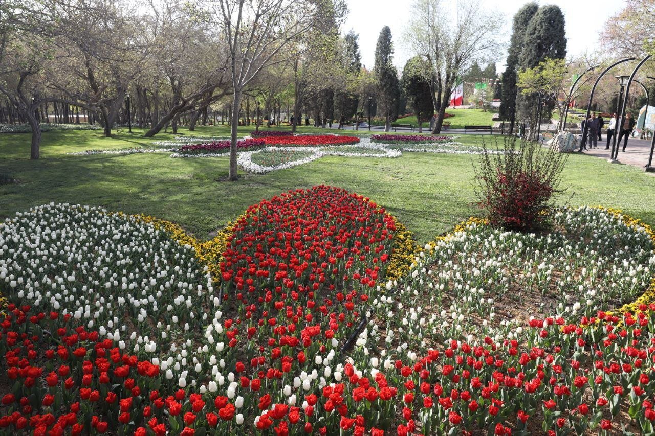 کاشت ۱۰۰ هزار بوته گل لاله در جشنواره گل‌های پیازی