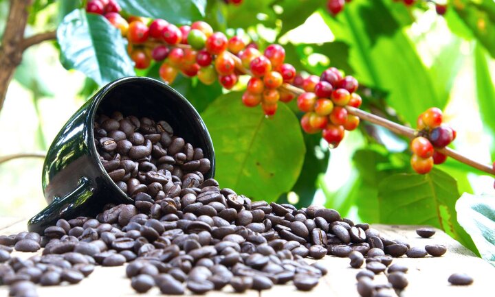 با قهوه عربیکا، مرغوب ترین نوع قهوه آشنا شوید