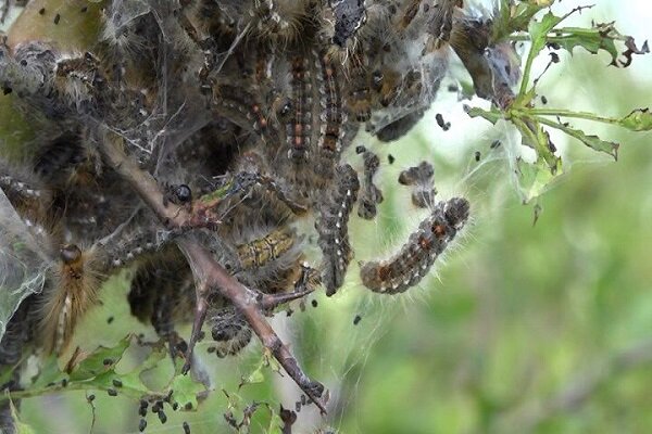 زخم آفات بر ریههای تنفسی زاگرس