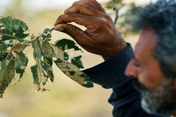 زخم آفات بر ریههای تنفسی زاگرس