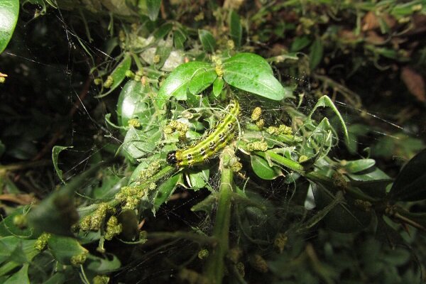 زخم آفات بر ریههای تنفسی زاگرس