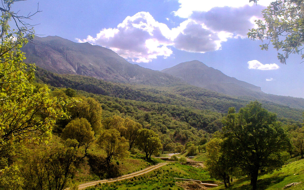 بقای حیات در گرو حفظ جنگلها