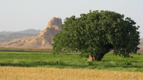 نائین به عنوان شهر هزارههای تاریخی مقصد جذابی برای موج سوم سفر گردشگران است