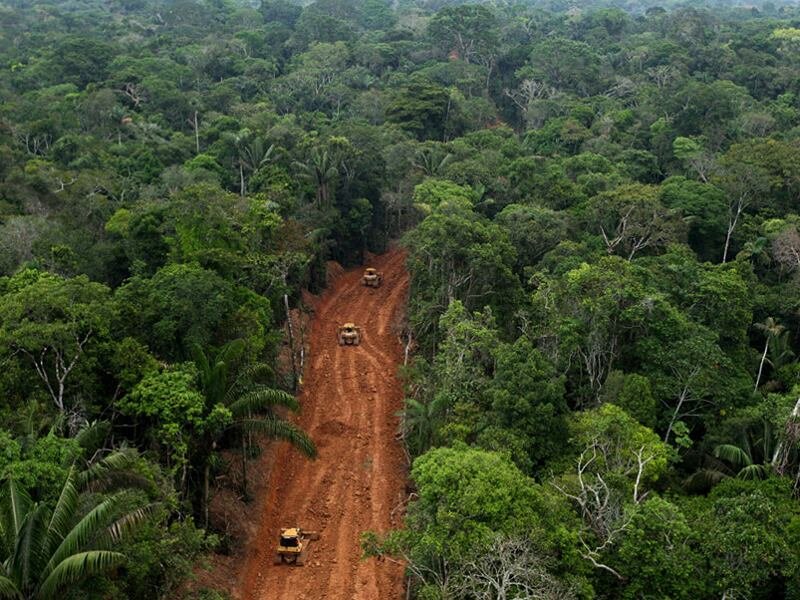 جنگل‌زدایی وسیع با جاده‌سازی‌های غیرقانونی