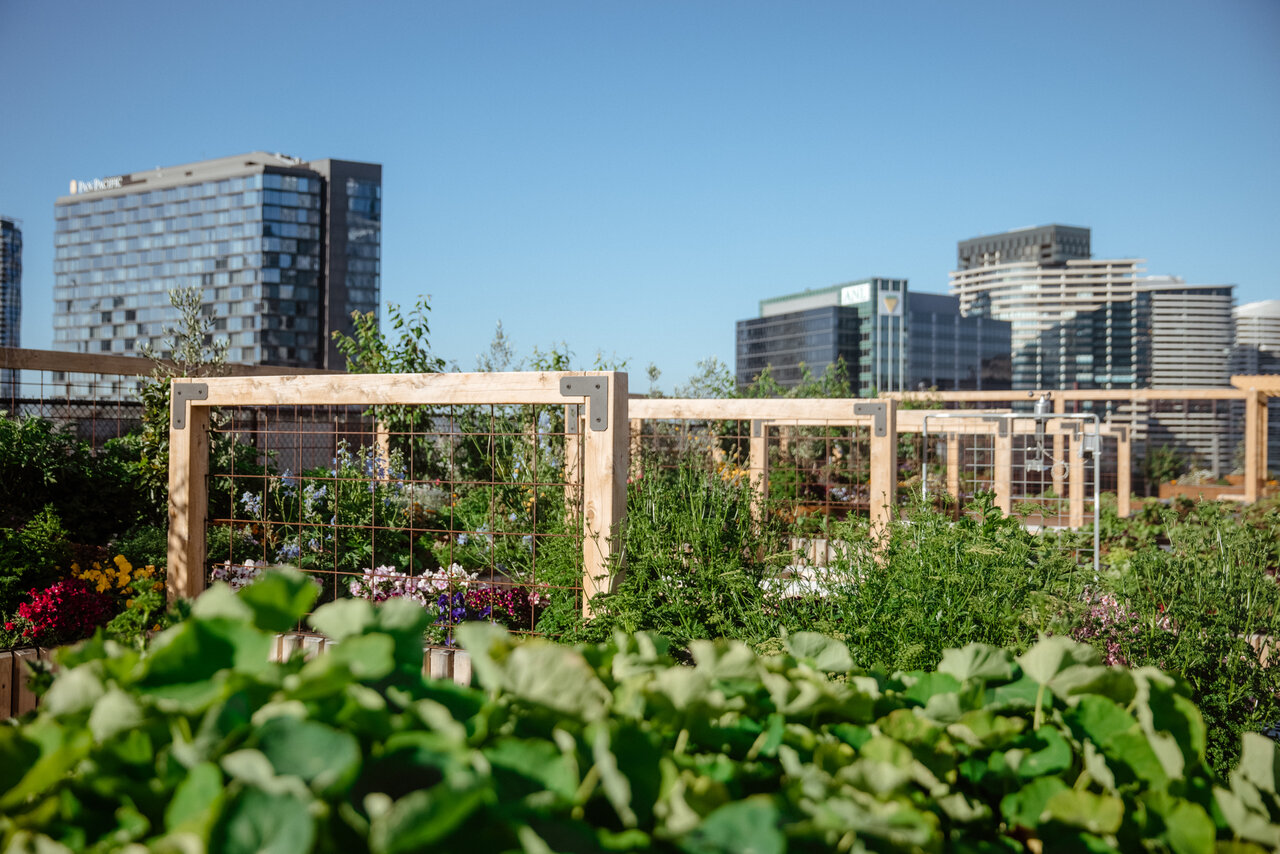 خودکفایی غذایی در شهرها + نمونههای موفق