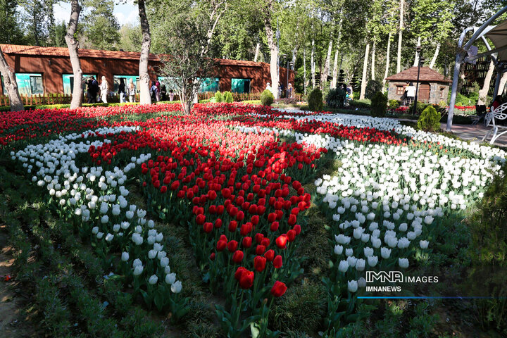 جشنواره لاله‌ها در پارک شهید چمران کرج