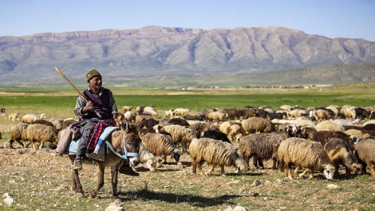 عشایر آذربایجان‌ شرقی از چرای دام در حاشیه رودخانه‌ها خودداری کنند