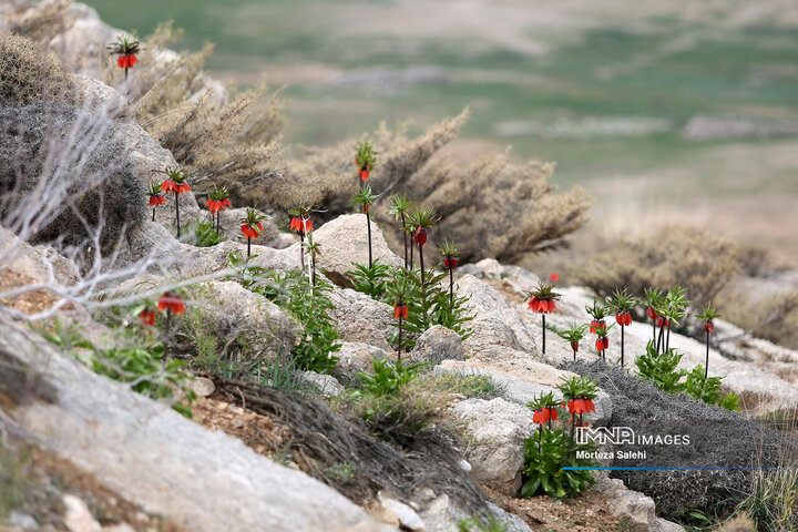 Inverted Tulips in Iran