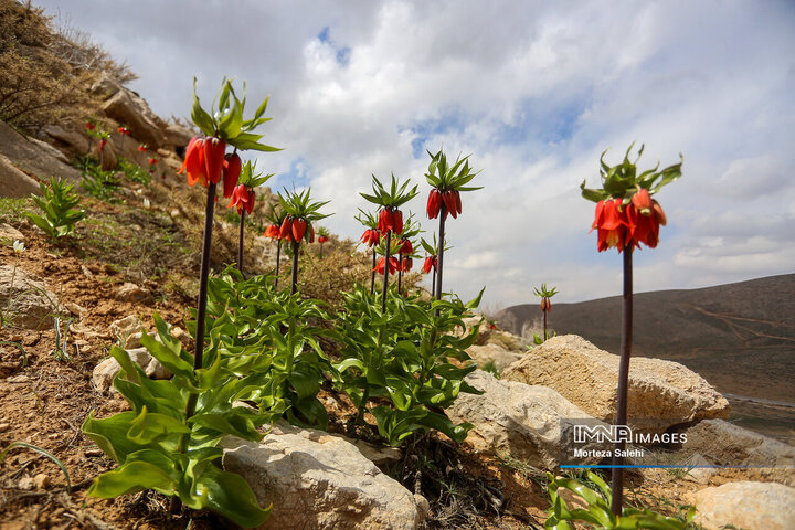 Inverted Tulips in Iran