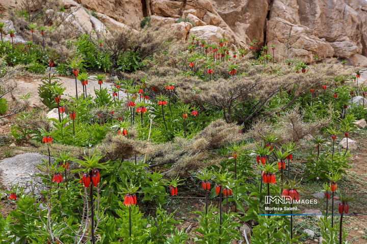 Inverted Tulips of Iran: A Whisper of Resilience