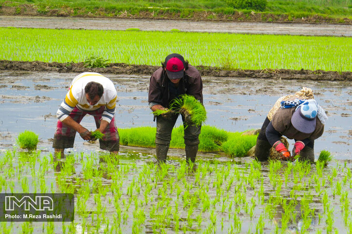 کشت برنج با آبیاری آب زیرزمینی به دلیل نداشتن توجیه اقتصادی حذف می‌شود